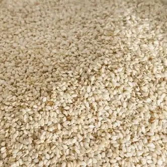 resources of Premium Nigerian White Sesame Seeds 99.8% purity exporters