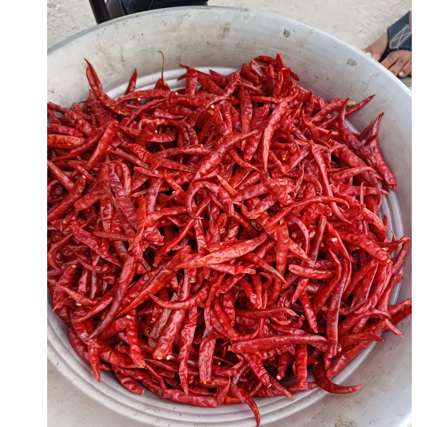 resources of RED CHILI exporters