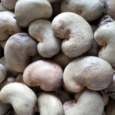 resources of TANZANIA CASHEW NUTS exporters