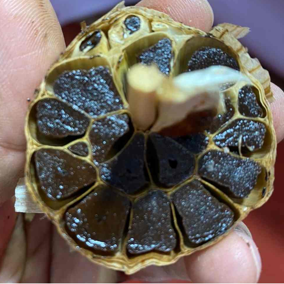 resources of Black garlic exporters