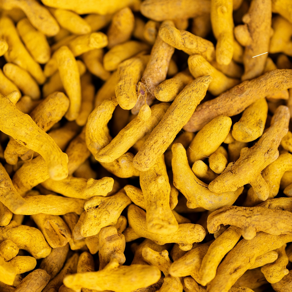 resources of Turmeric Finger exporters